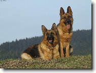 German shepherd dog (Dog standard)