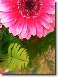 Gerbera jamesonii