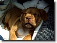 Dogue de Bordeaux (Dog standard)