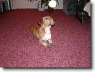 Dachshund (teckel) (Dog standard)