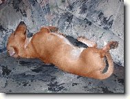 Dachshund (teckel) (Dog standard)