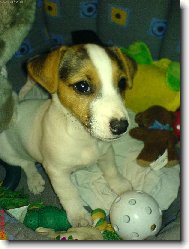 Jack russell terrier (Dog standard)