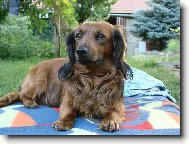 Dachshund (teckel) (Dog standard)