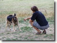 German Shepherd Dog