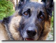 German shepherd dog (Dog standard)