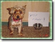 Yorkshire terrier (Dog standard)