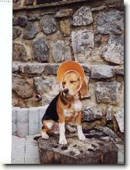 Beagle (Dog standard)