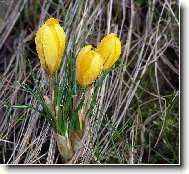 Crocus