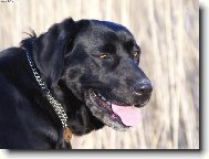 Labrador retriever (Dog standard)