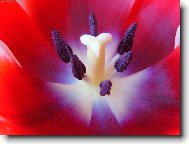 Tulipa