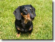 Dachshund (teckel) (Dog standard)