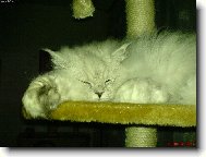 Persian (cat)