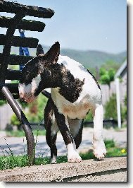 Bull terrier (Dog standard)