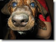 Dachshund (teckel) (Dog standard)