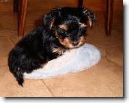 Yorkshire terrier (Dog standard)