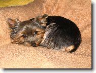 Yorkshire terrier (Dog standard)