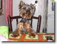 Yorkshire terrier (Dog standard)