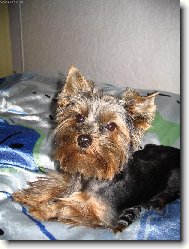 Yorkshire terrier (Dog standard)