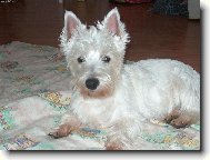 West highland white terrier (Dog standard)