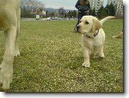 Labrador retriever (Dog standard)