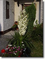 Yucca aloifolia