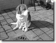 Beagle (Dog standard)