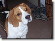 Beagle (Dog standard)