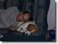 Beagle (Dog standard)