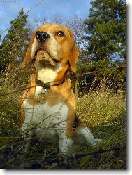 Beagle (Dog standard)