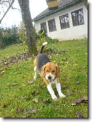 Beagle (Dog standard)