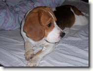 Beagle (Dog standard)