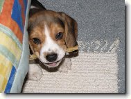 Beagle (Dog standard)