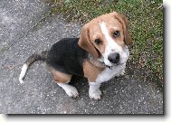 Beagle (Dog standard)