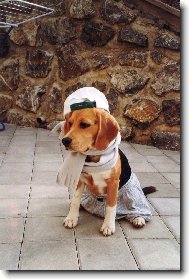 Beagle (Dog standard)