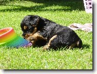 Yorkshire terrier (Dog standard)