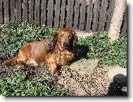 Dachshund (teckel) (Dog standard)