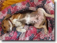 Beagle (Dog standard)