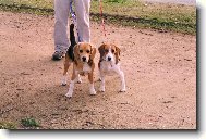 Beagle (Dog standard)