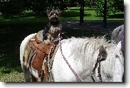 Yorkshire terrier (Dog standard)