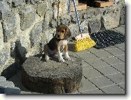 Beagle (Dog standard)