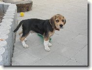 Beagle (Dog standard)