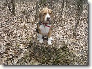 Beagle (Dog standard)