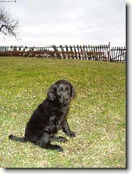 Flat coated retriever \(Dog standard\)