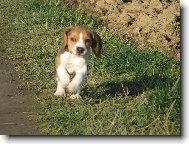 Beagle (Dog standard)