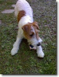 Fox Terrier Wire