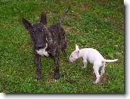 Bull terrier (Dog standard)