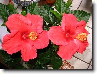 Hibiscus rosa-sinensis