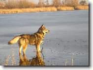 Chechoslovakian wolfdog (Dog standard)