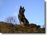 Czechoslovakian wolfdog