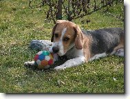 Beagle (Dog standard)